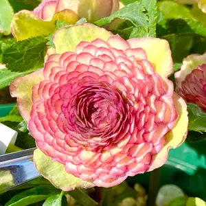 ダリア咲クラッシックピンク×キラメキ⭐︎多弁レッド☆クリスマス