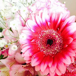 bump of chiken サーフフォトポーキン 写真集 - メルカリ