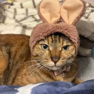 PSA10＊イーブイ 宝石包 中国語 AR 海外限定 - メルカリ