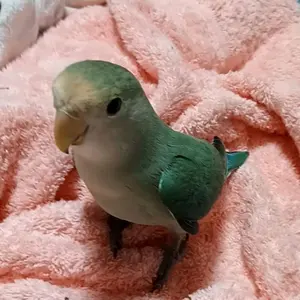 まろ