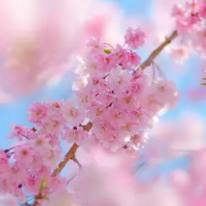 聖徳太子の耳 養成キット CD4枚組 - メルカリ