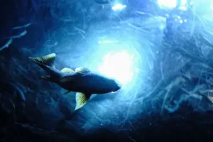 PAX M2 整備済 美品 大和光機 - メルカリ