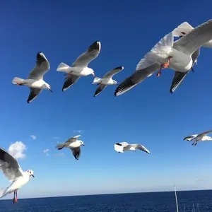 かもめ