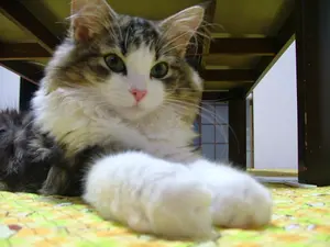 希少 sky trail スカイトレイル ヘアリキッド 新品未使用 昭和レトロ