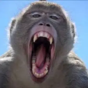 274217742.jpg?1644641816