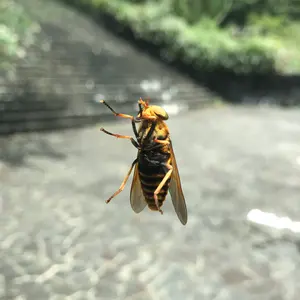 ヤンマー B12 ミニユンボ 横旋回 ライト点灯確認済 油圧ショベル 中古 ヤンマー B12 ミニユンボ 横旋回 ライト点灯確認済 油圧ショベル 中古