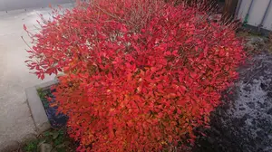 ブリキ 昭和40年代物 S-4001 赤 ハイウェイトランスポート ブリキ 昭和40年代物 S-4001 赤 ハイウェイトランスポート ブリキ 昭和