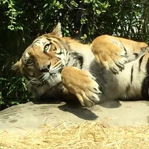 プロフ確認 MidCenturyArt様 リクエスト 2点 まとめ商品 - メルカリ