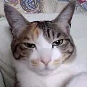 えむえむ