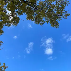 pipiショップ★コメント割ございます★