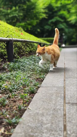 CHROME HEARTS クロムハーツ カットアウトプラス 取っ手 SV925 - メルカリ