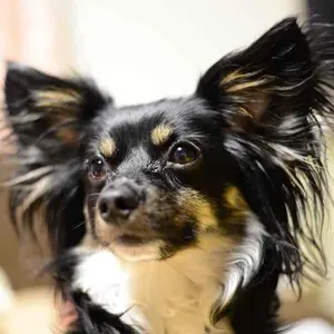 LIUGOO UK DOUBLE RIDERS JKT ブラック38 リューグー - メルカリ