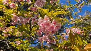 1月まで ハピラインふくい 521系 フルラッピング 2両 - メルカリ