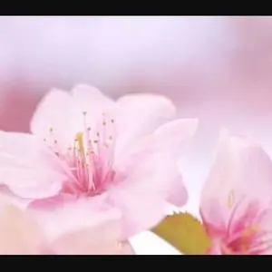 最終値下☆】ホンダS660サイズ！ F15R16 アイスガード 購入前コメ必須