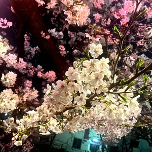 スウェット L スチャダラパー チャンピオンカーニバル 電気グルーブ