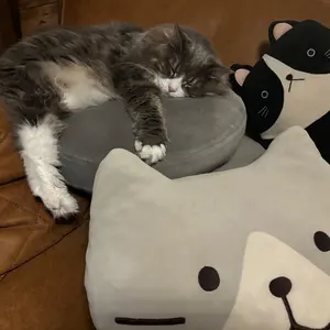 yulya様専用 チネリ ジデコララ 新車2022~現行モデルXS 48サイズ