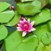 金運爆上げ！幸運！もう手に入りません！七宝焼➕水晶 お念珠(赤) 奈良