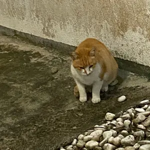 たたた