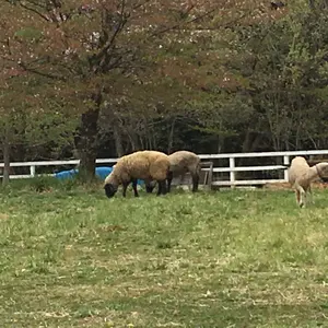マッキントッシュ⭐︎ハンビー⭐︎フード⭐︎サイズ6 マッキントッシュ⭐︎ハンビー⭐︎フード⭐︎サイズ6 - メルカリ
