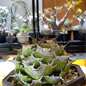 オアハカ oaxaca 2世 子株 選抜株 アガベ オテロイ竜舌蘭 実生 - メルカリ