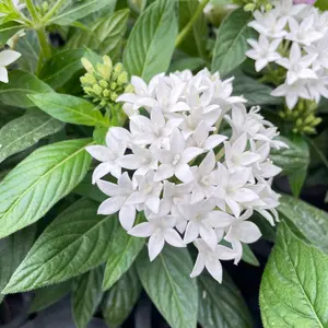 胡蝶蘭 マザーチーク 2F 4寸 - メルカリ