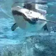 ブロッターアート 「鶏と人とバッタのキメラ」 印刷色味抜群 