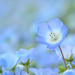 コルベルク マレット kolberg 値下げ中！！ - メルカリ