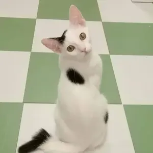 とりあえずビール