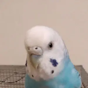 はな