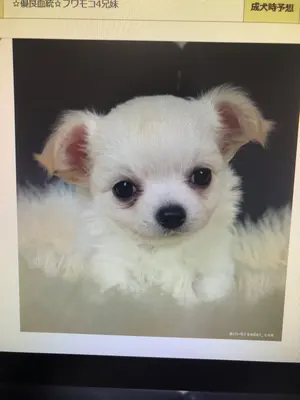 パーリーゲイツ PEARLY GATESインターシャ クルーネックニットSサイズ