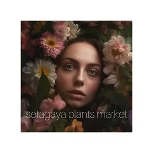 B14957☆オークション☆ 超巨大4.5cm株！ユーフォルビア オベサ - メルカリ