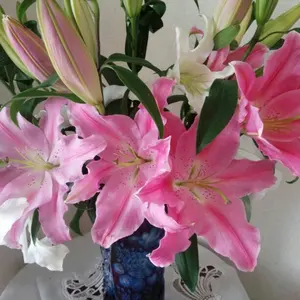 未使用ノコオーノ❤️90%オフ ノーカラージャケット ホワイト 未使用ノコオーノ❤️90%オフ ノーカラージャケット ホワイト - メルカリ