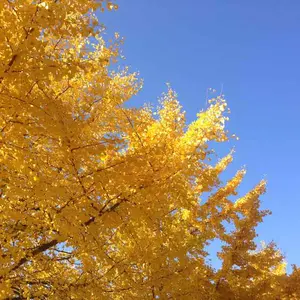 引き取り限定】ベンチプレス 年代物 特注品 レア シート張り替え済み