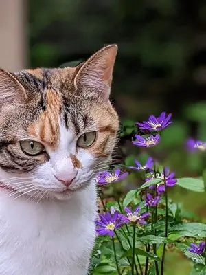 アマ無線7MHz お手軽移動運用セット FT891(50W) HF40CL他 アマ無線7MHz お手軽移動運用セット FT891(50W) HF40CL他