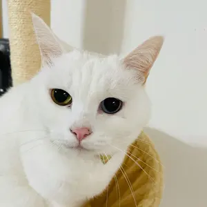 ステイゴールド colotta アクリルコースター セット シークレット 通常 ステイゴールド colotta アクリルコースター セット