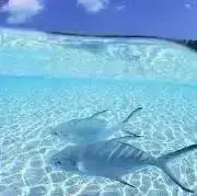 甲鉄城のカバネリ 実機 コイン不要機付 台鍵設定キー付 無名パネル