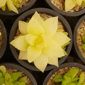 多肉植物2 アメトルム群生 グラプトベリア 韓国苗 - メルカリ