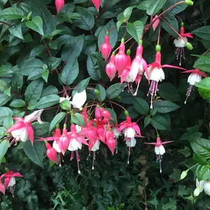 値下げ///タイ王室御用達プラニー竹工房カゴセット - メルカリ