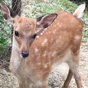 情欲の悪魔 DVD 復刻シネマライブラリー - メルカリ