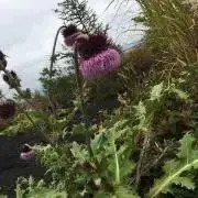 Miko当日または翌日発送します♪