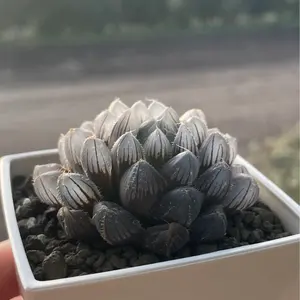 ハエトリソウジョーズスマイリー子株 - メルカリ