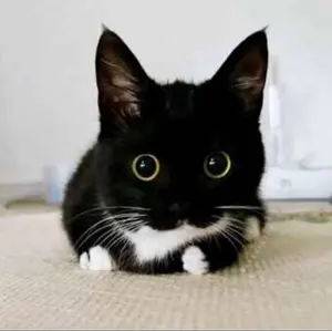 レア D23 ディズニー オフィシャル ツアー スタジオ スタジオ ピン