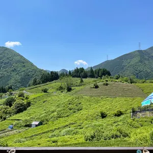 赤鳳 サボテン 【樹高:約52 cm】大株 12号鉢 Jun21 セキホウ 赤鳳 サボテン 【樹高:約52 cm】大株 12号鉢 Jun21 セキホウ