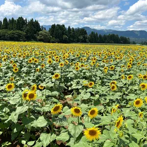古着屋いちご　冬物在庫一掃セール✨