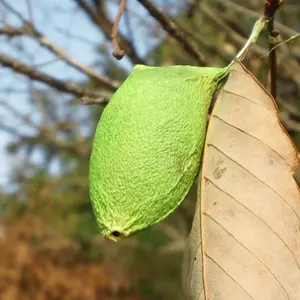 ジャンク マウスコンピュータDAIV5Pi7 11800H RTX3050 | Faites vos