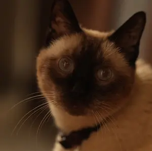 中国時代劇「月に咲く花の如く」全37巻 74話 - メルカリ