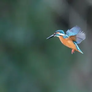 c*o様 ベイブレードx エアロペガサス マンモスタスク×2 レアベイ