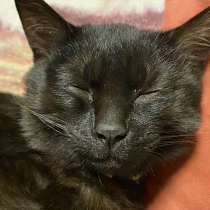 美品/優勝プロモ】カードファイト!! ヴァンガード 騎士王