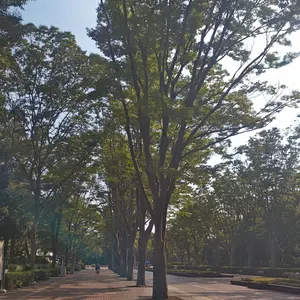 ご当地キティ　キティちゃん　秋田　静岡　京都　青森　宮崎　長野　大分　山口 ご当地キティ キティちゃん 秋田 静岡 京都 青森 宮崎 長野 大分 山口