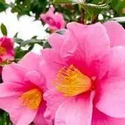 真昼の悪魔 全4巻DVDSET【レンタル用】田中麗奈/中村蒼 - メルカリ